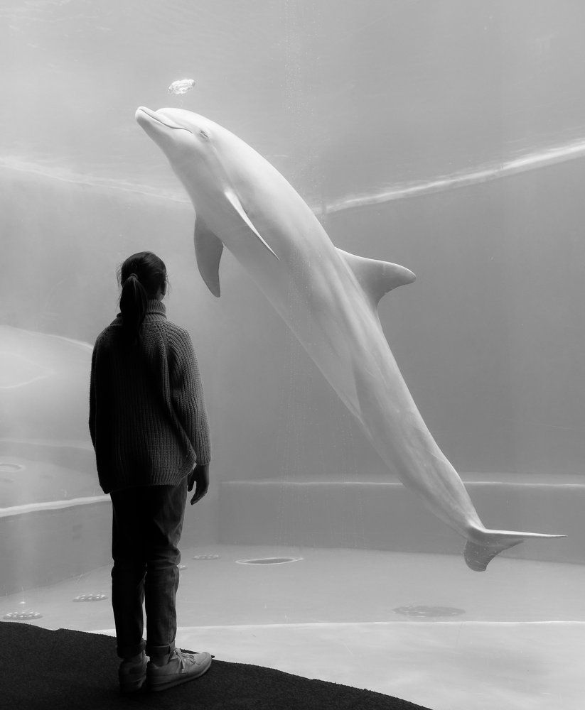 Девочка и дельфин