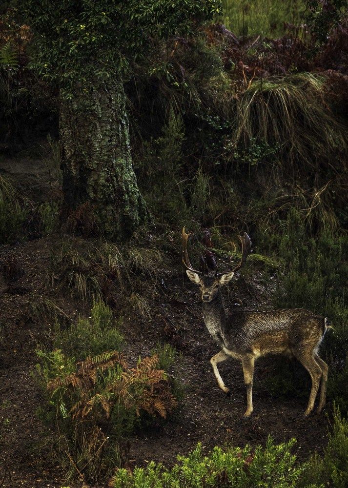 Photograph by Ricardo Ferreira