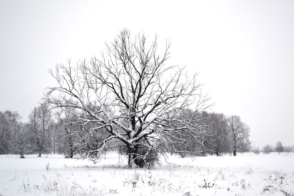 "Гордое одиночество"