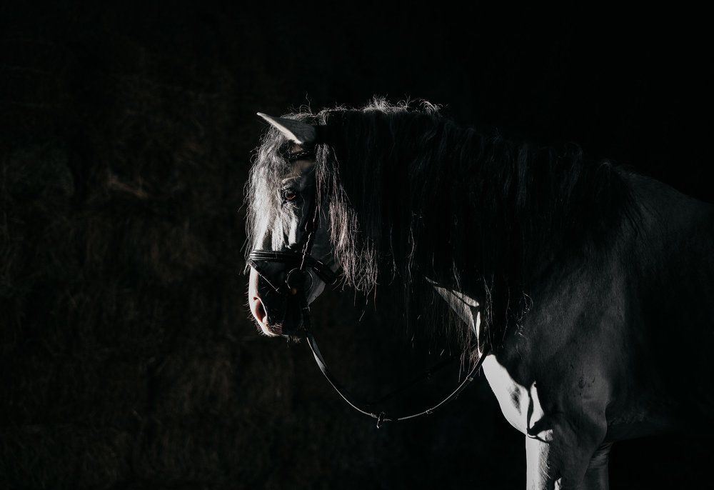 Фотография автора Олег Сотник