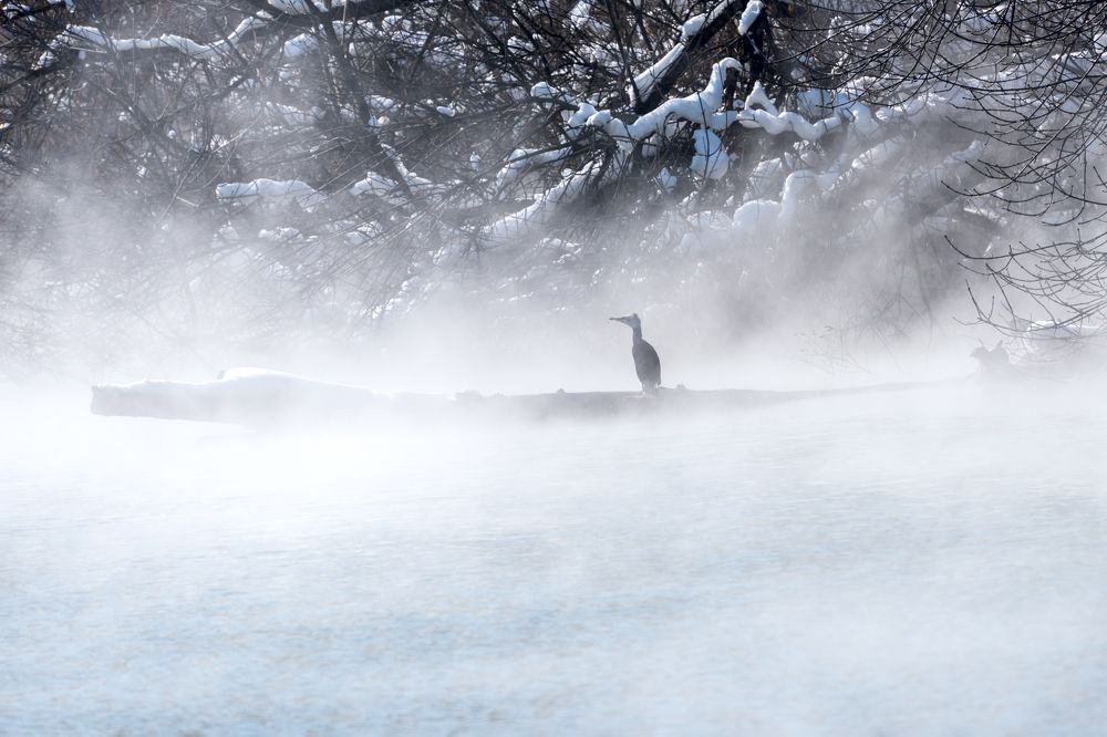 Утро баклана