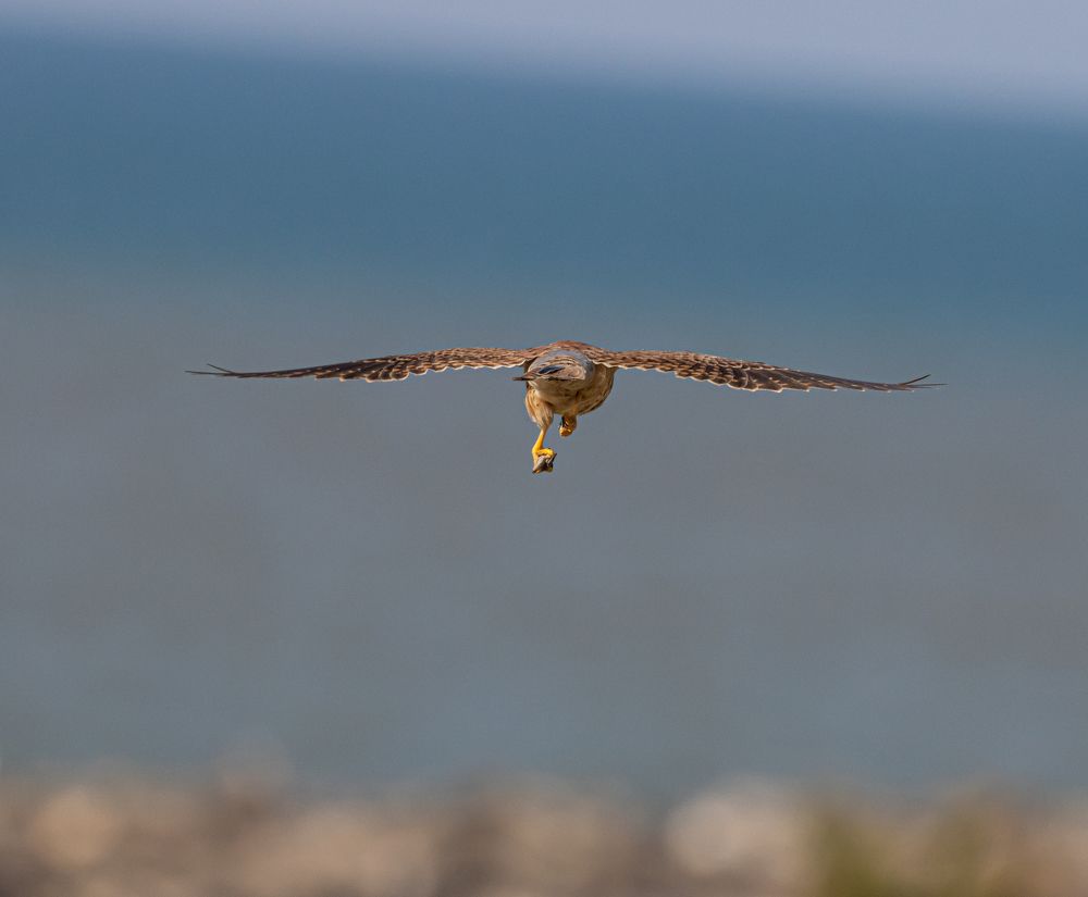 Common Kestrel