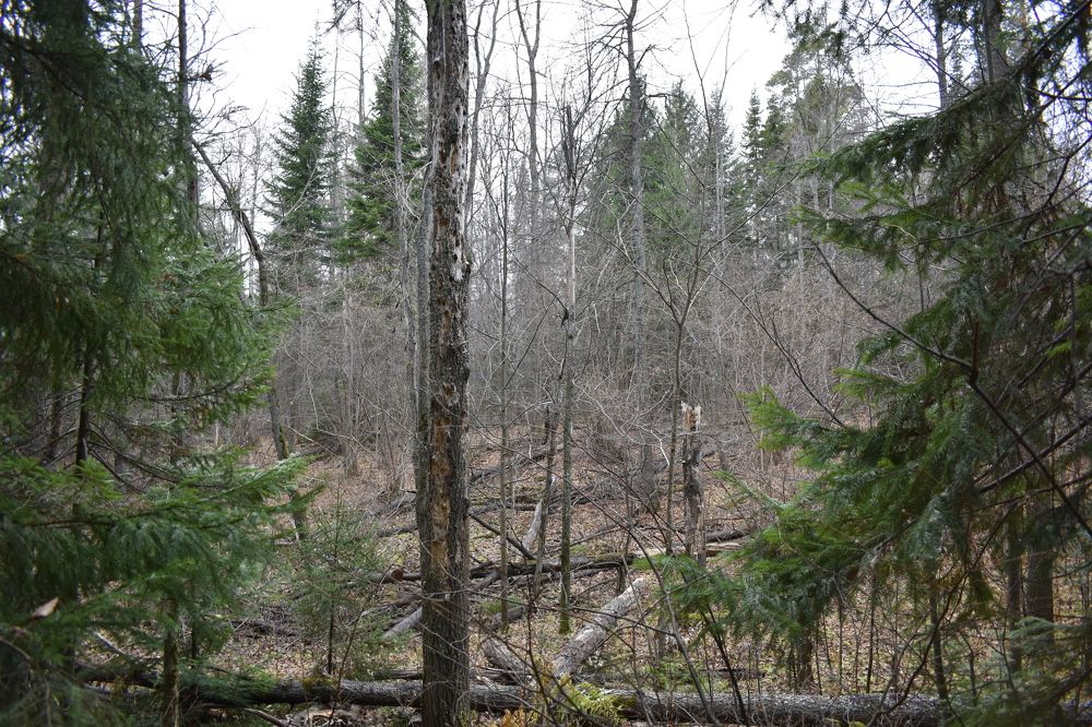 Photograph by Сергей Головин