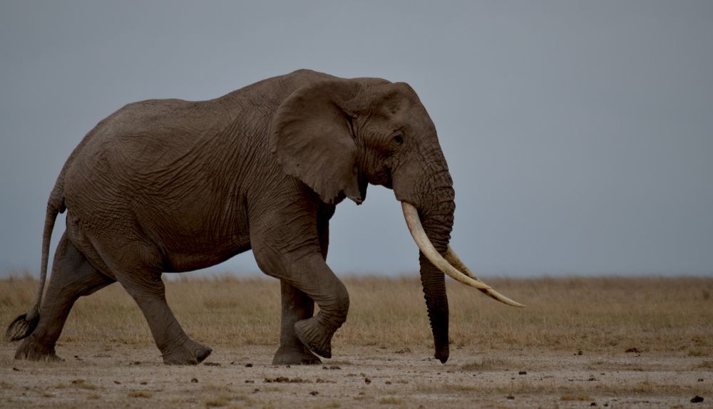 Photograph by Murad Rajabali Habib