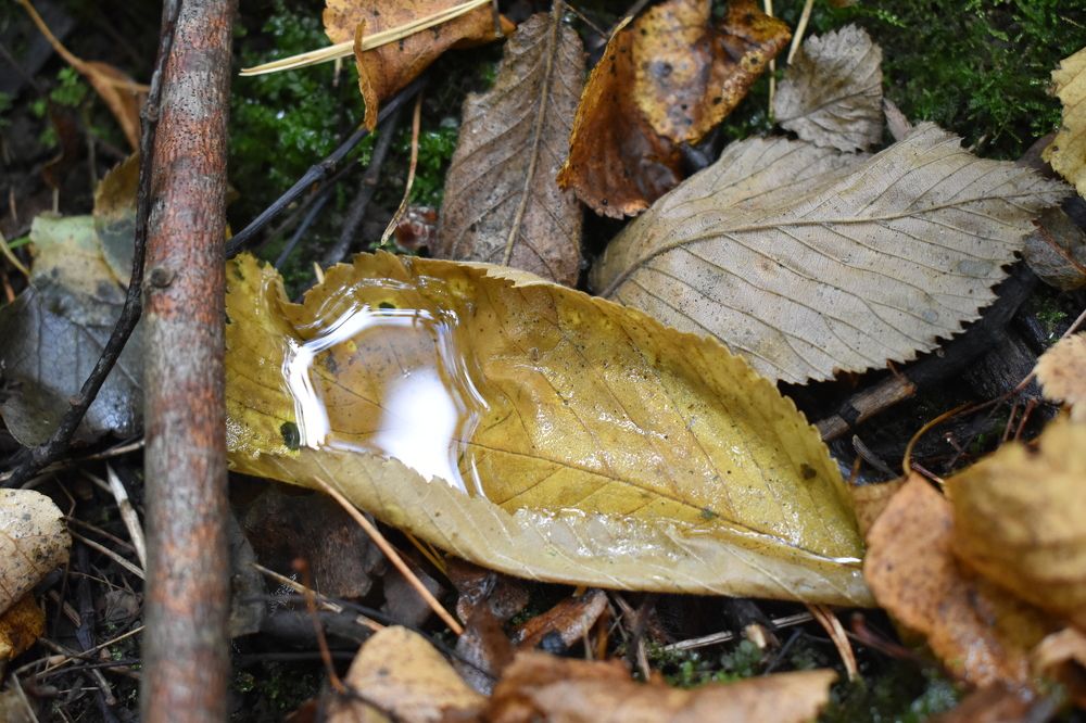 Photograph by Сергей Головин