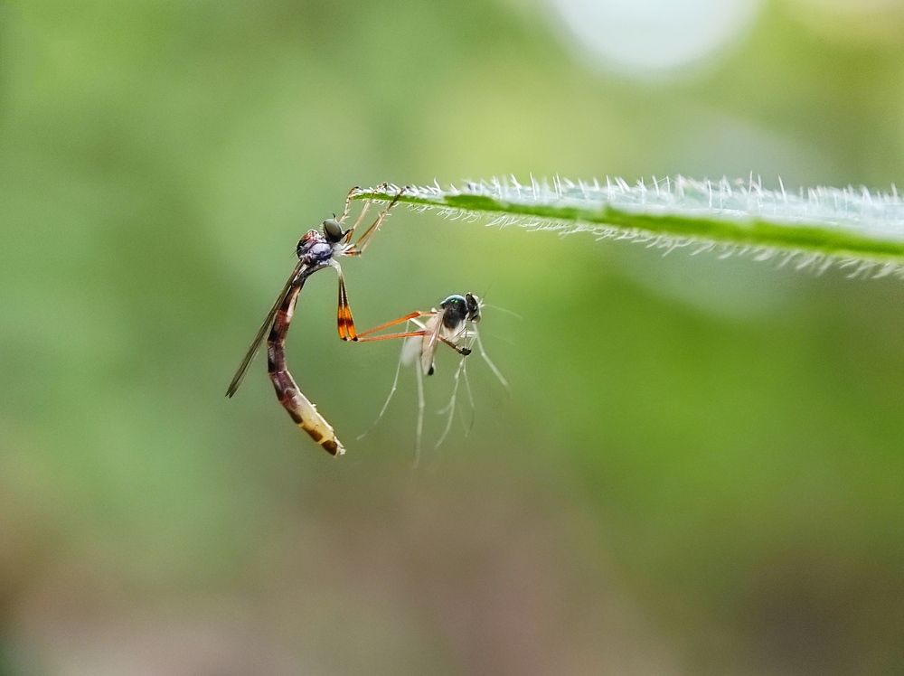 Photograph by royke kainde