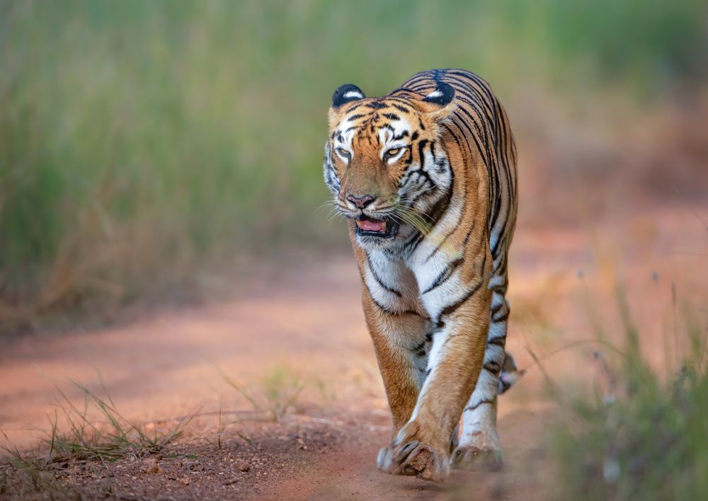 Photograph by Dilip Shah