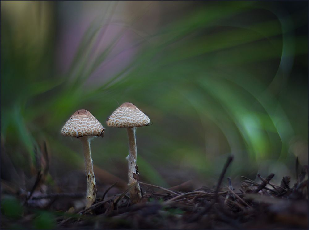 Photograph by Смирнов Андрей