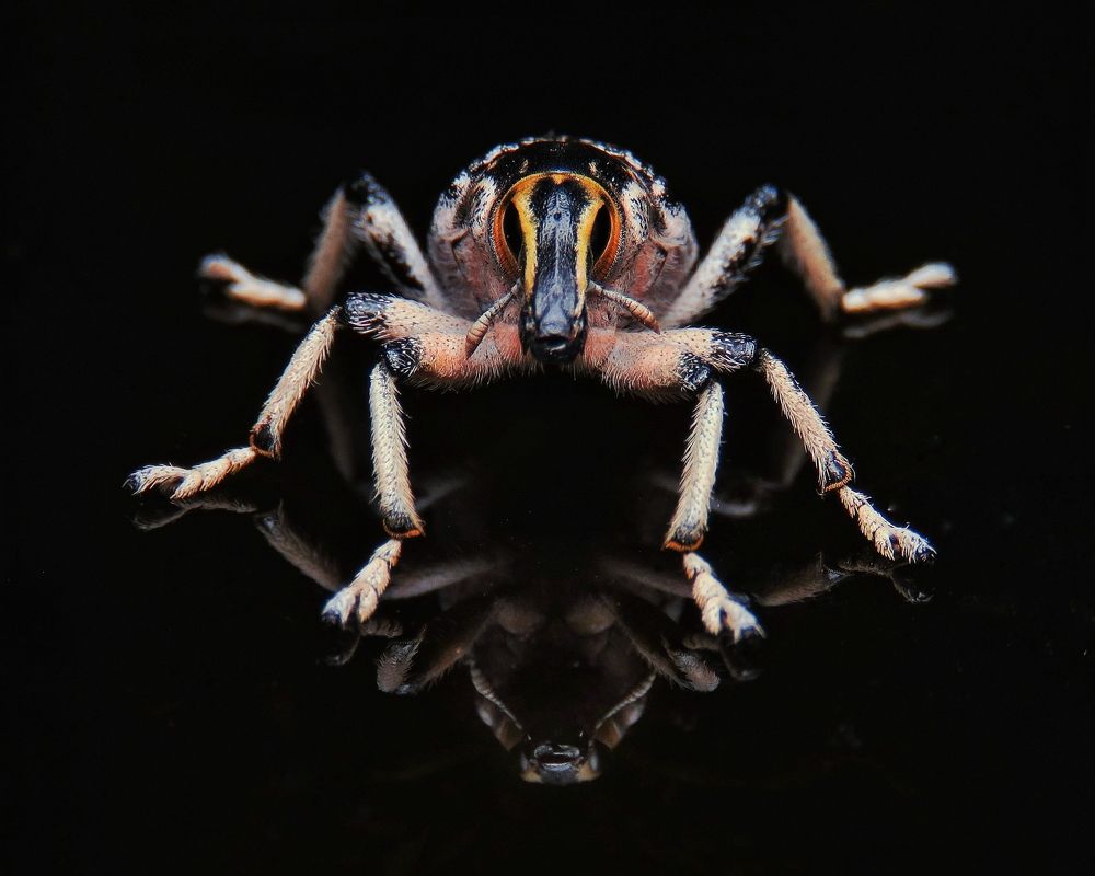 Photograph by Amin Ghaffarian