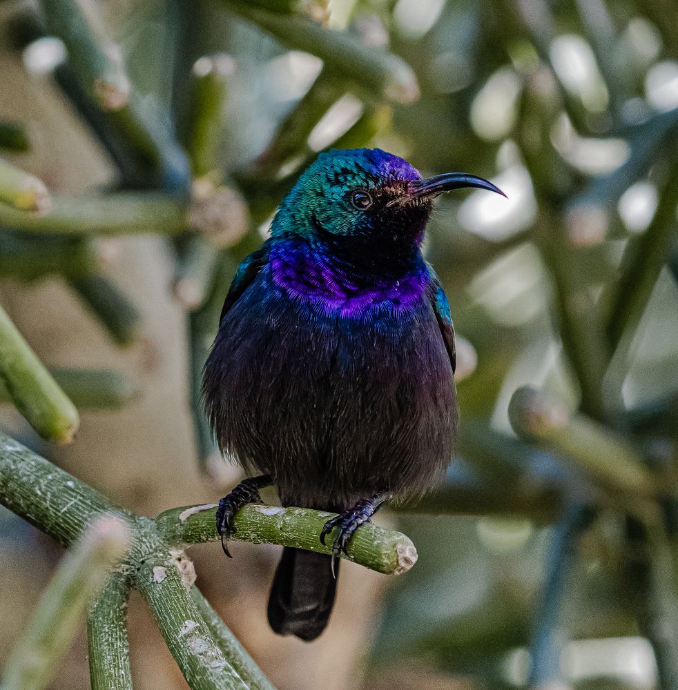 Photograph by Isuru Kanakarathna