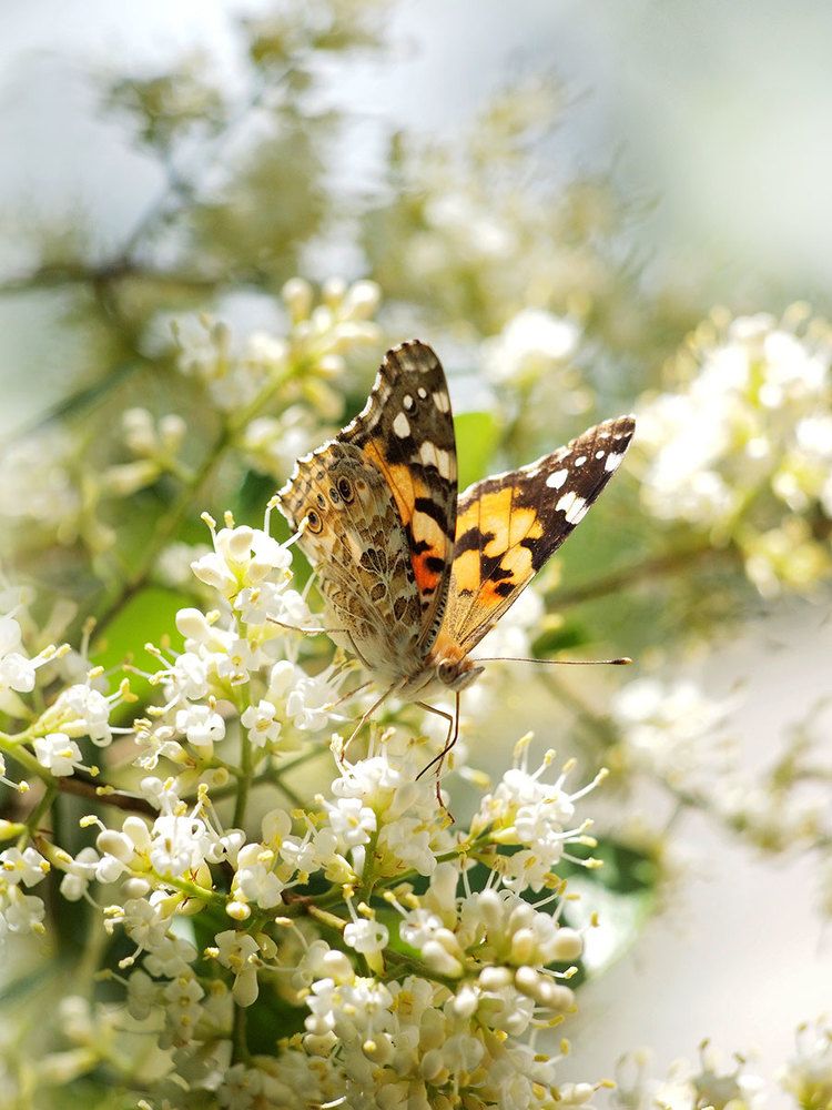 Photograph by Farid Ataei