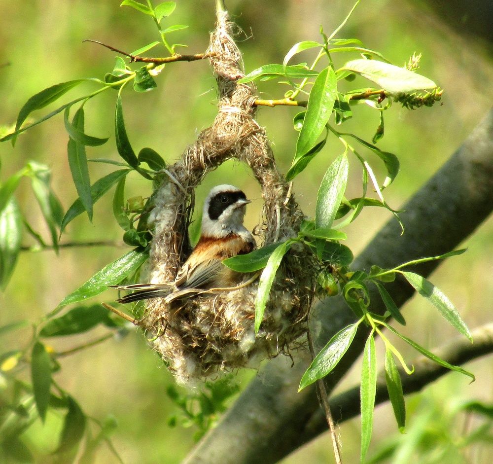Ремез в гнезде