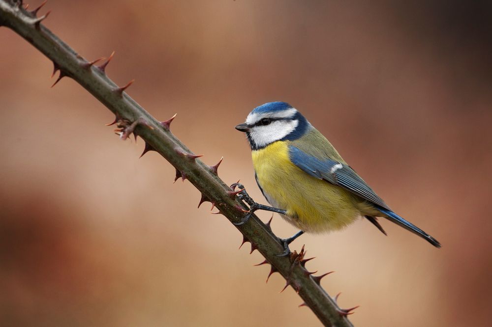 Blu tit
