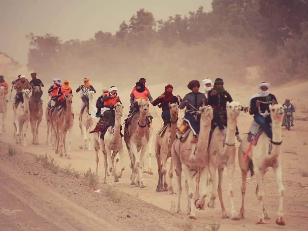 Camel Racing