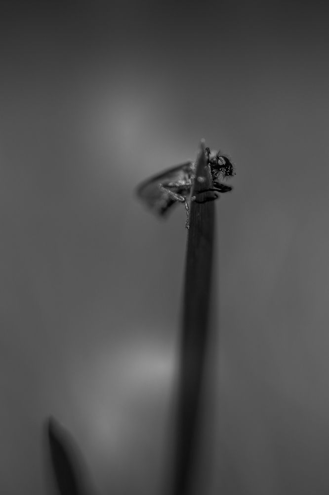 Photograph by Lionel Thenadey