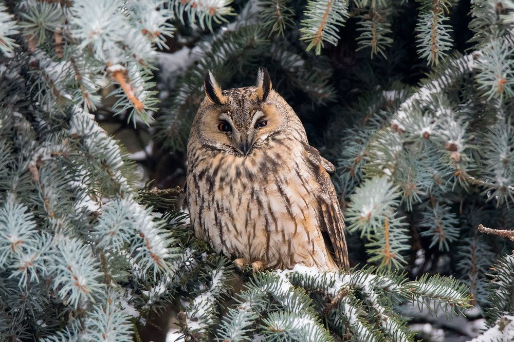 Ушастая сова