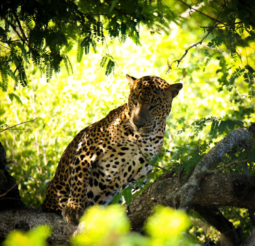 Фотография автора prabath randunu Jayasinghe