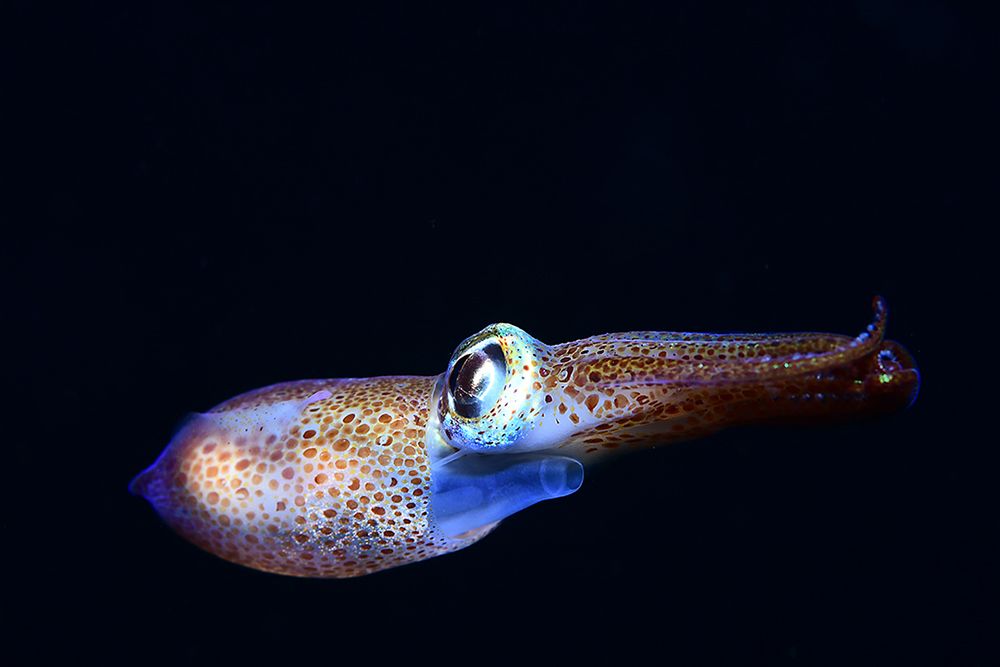 Photograph by Jose Salmeron