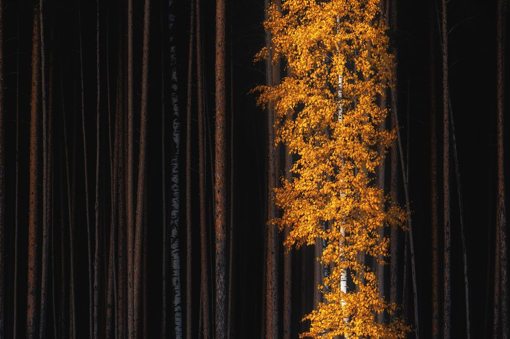 Photograph by Сергей Гарифуллин