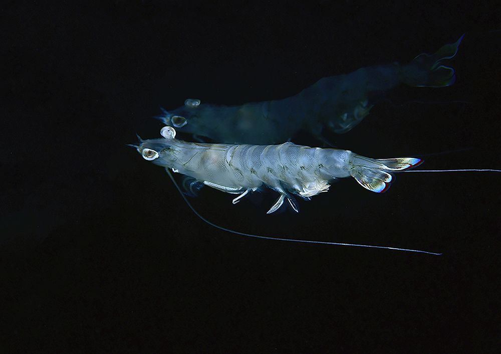 Photograph by Jose Salmeron