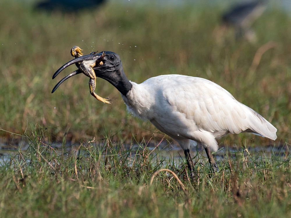 Photograph by Basabjit Ghosh