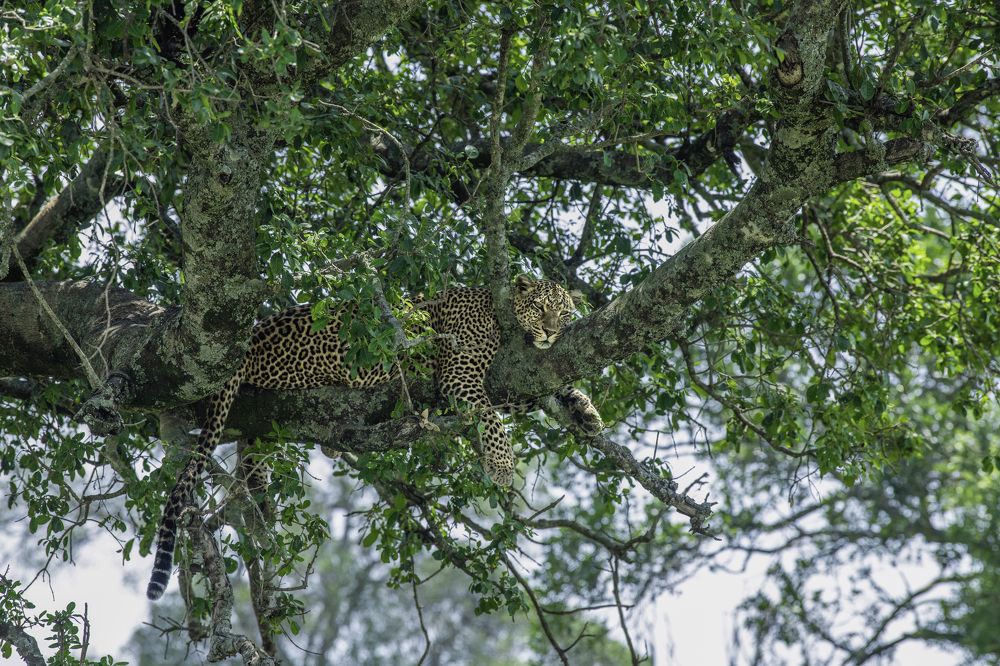 Photograph by Dilip Shah