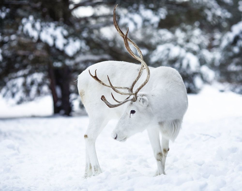 Белоснежный Олень