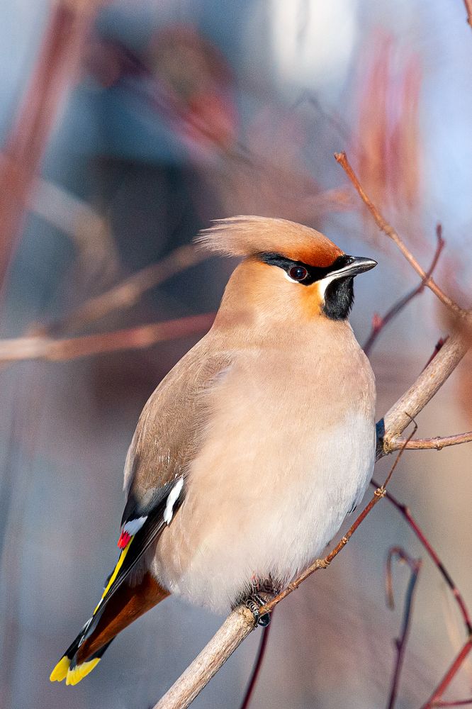 Photograph by Ирина Кооль
