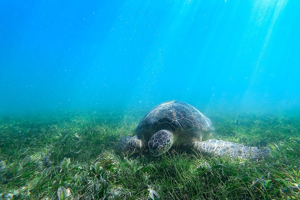 Photograph by Сергей Савви