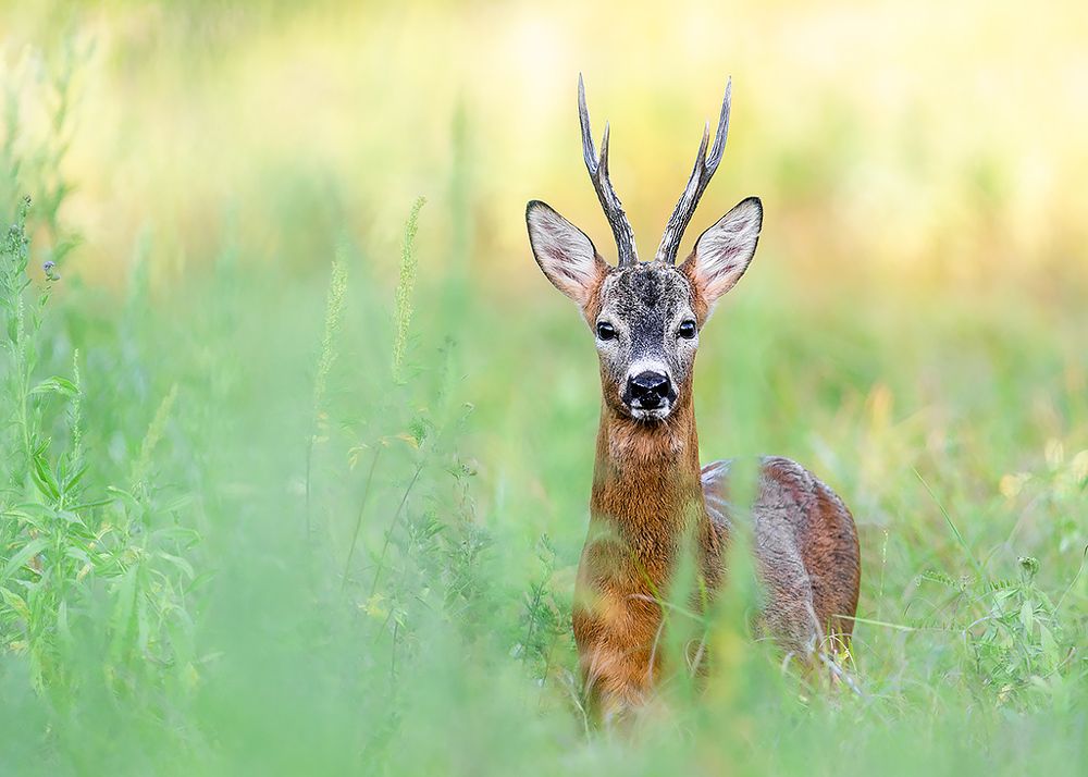 Photograph by Сергей Савви