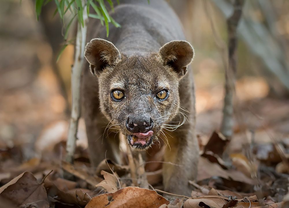 Natural born predator