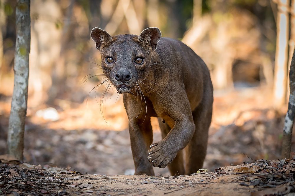 Natural born predator