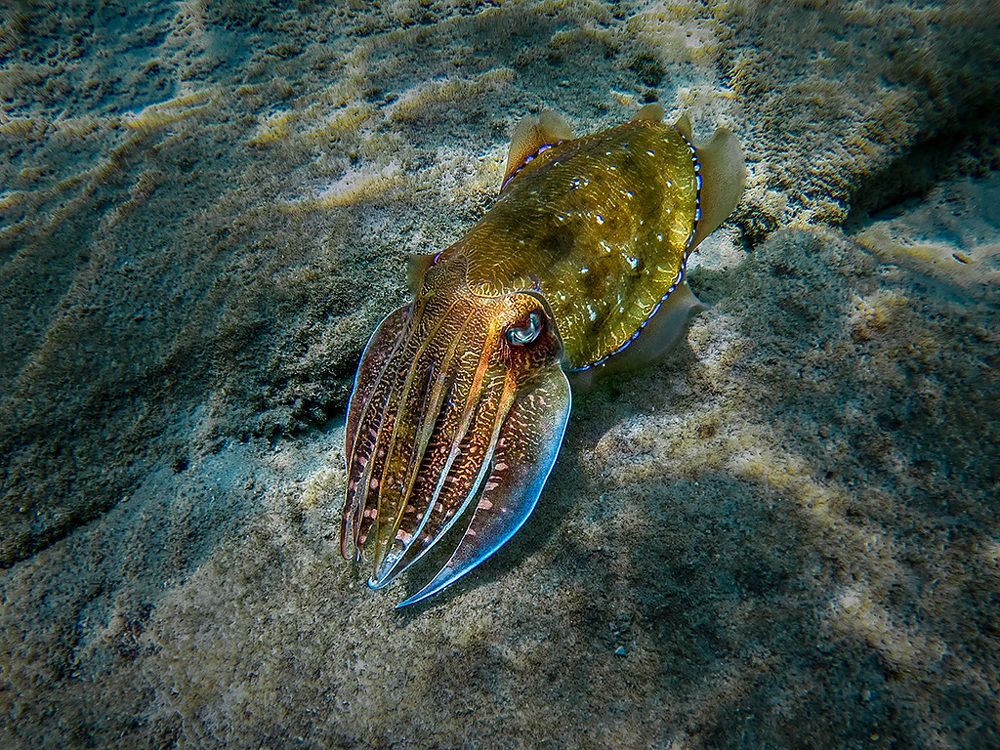 Photograph by Сергей Савви