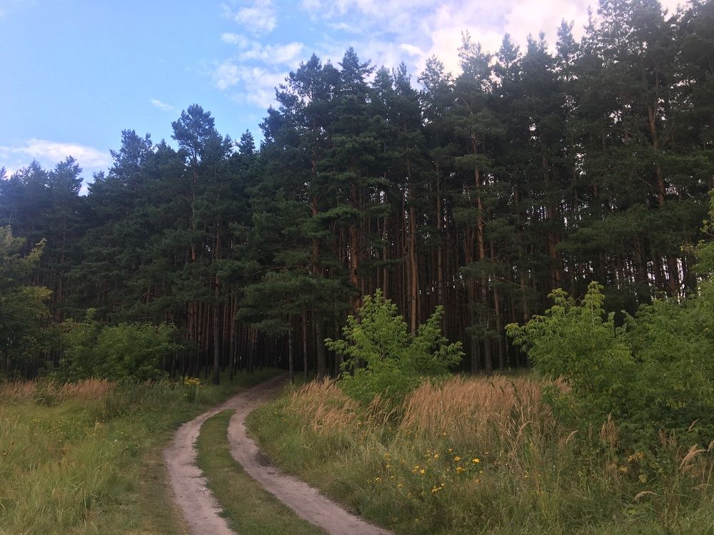Дорога в лес