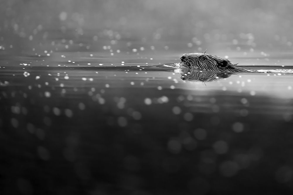 Jacuzzi for a beaver