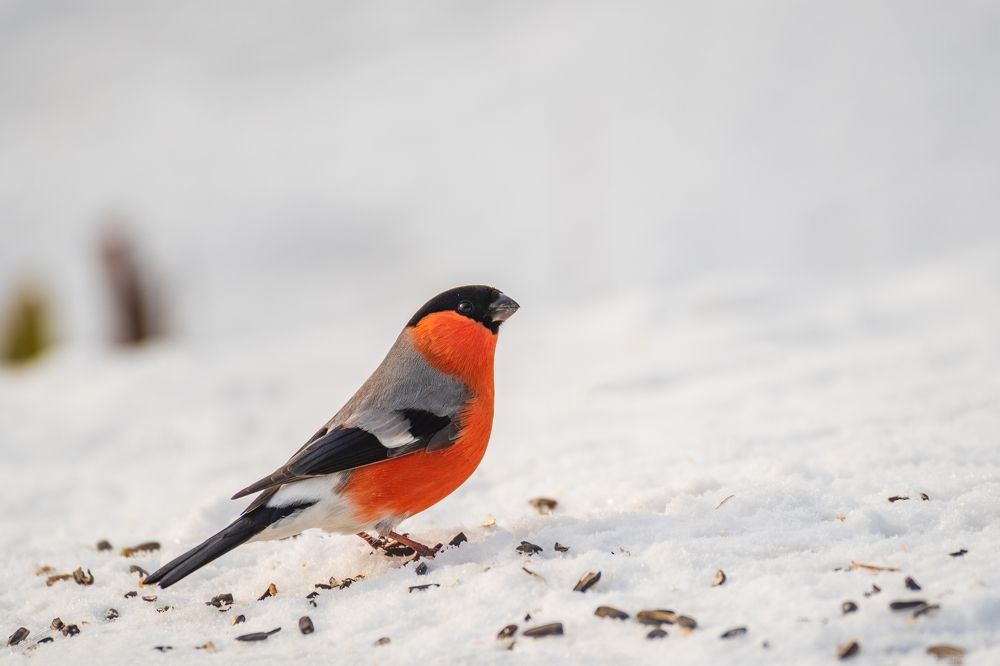 Photograph by Дарья Меркулова