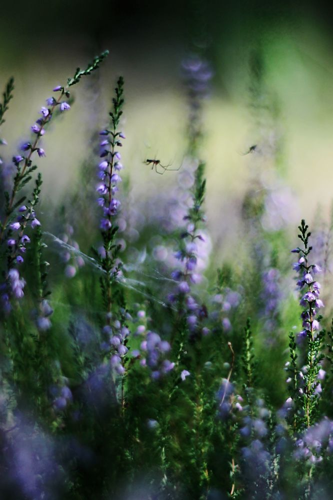 Photograph by Anna Suchcicka