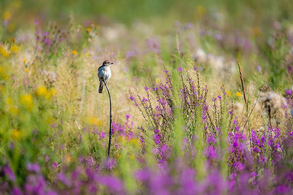 Photograph by Сергей Савви
