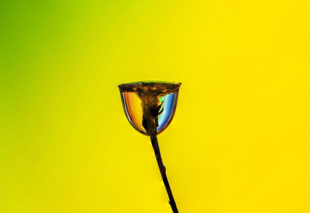 Photograph by António Manuel de Pereira