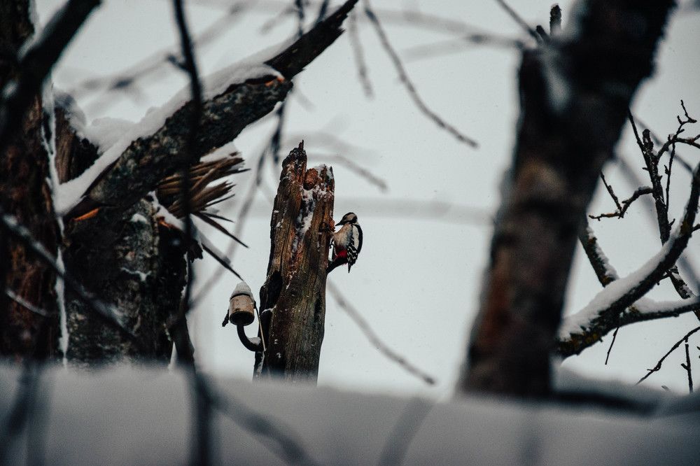 Photograph by Nora Cheprasova