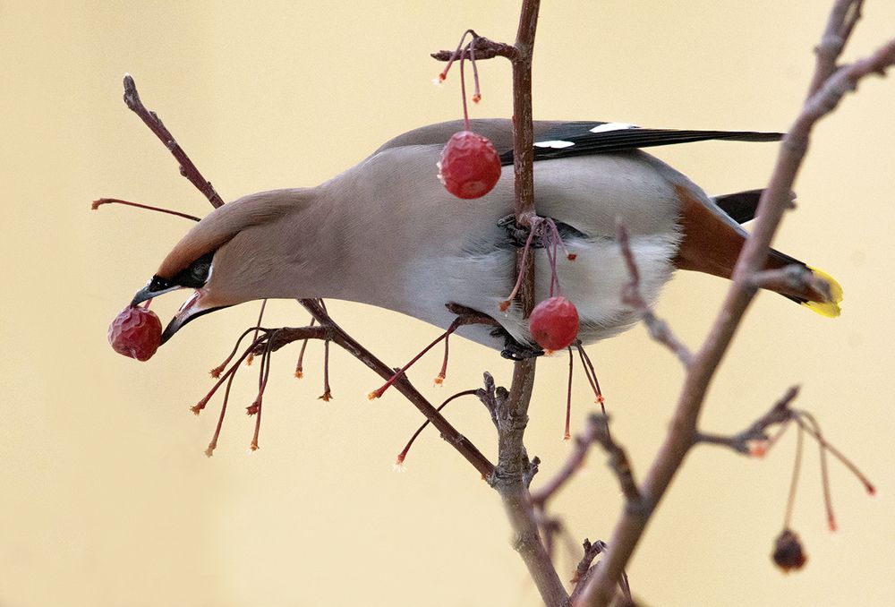 Последние ягодки. Свиристель