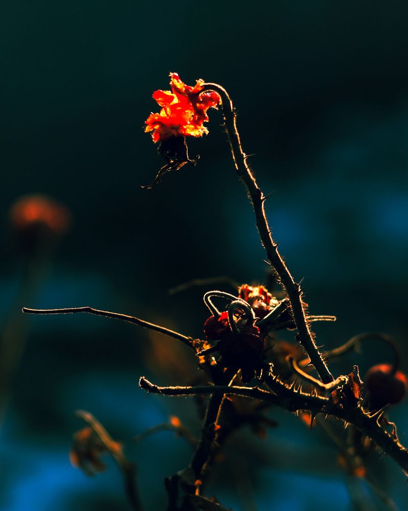 Explosion of color