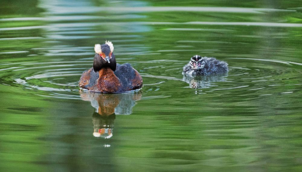 Смотри в оба!