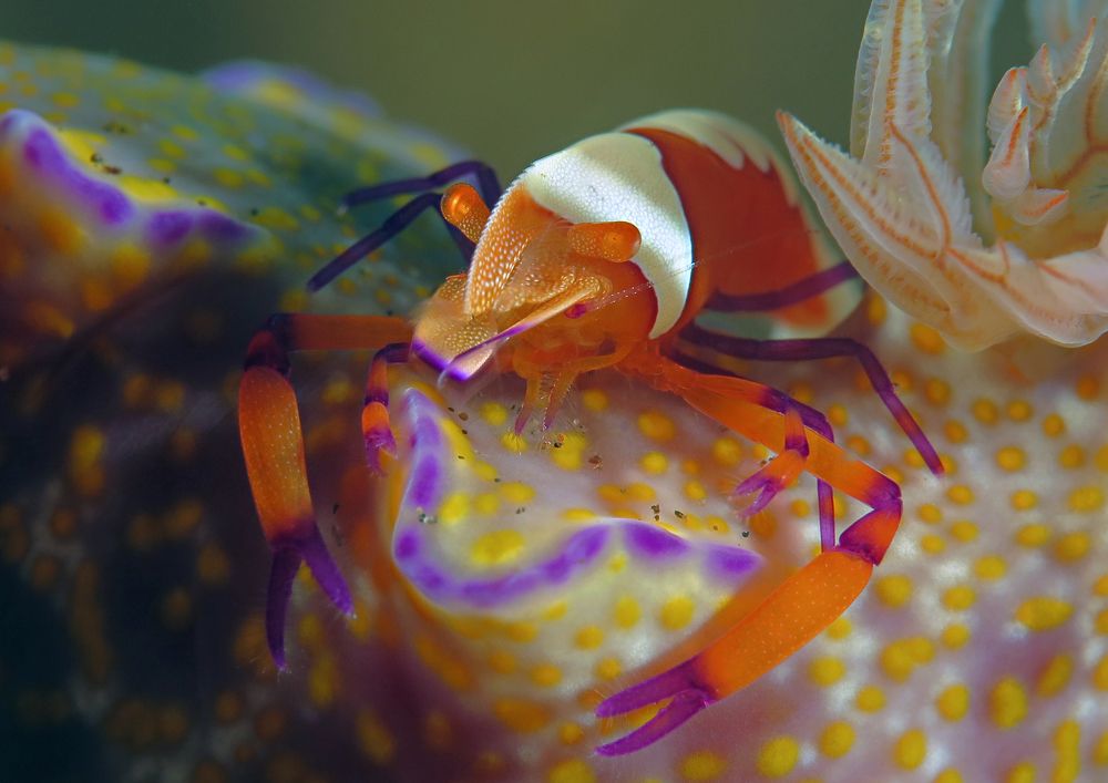 Криветка на охоте