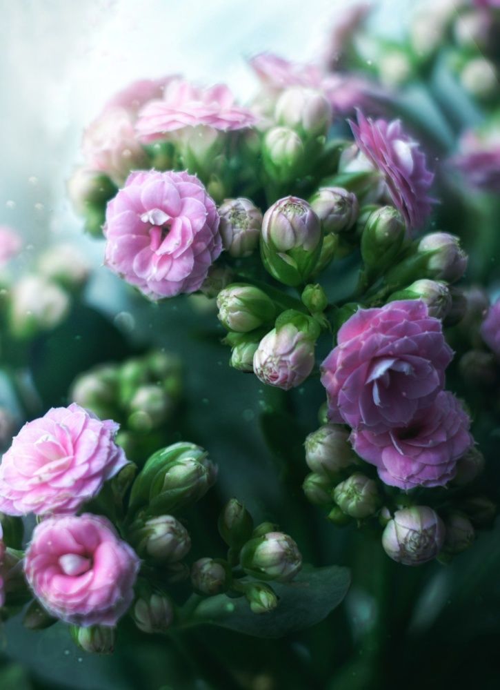 Весна на окошке