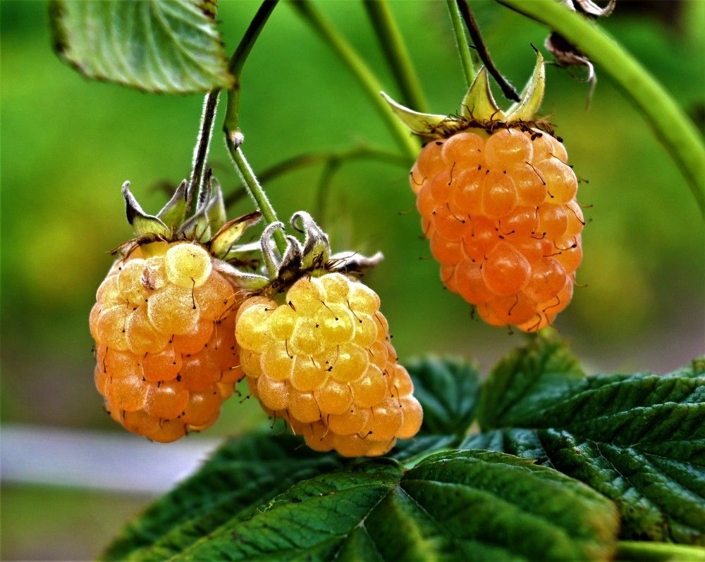 Камчатская малина