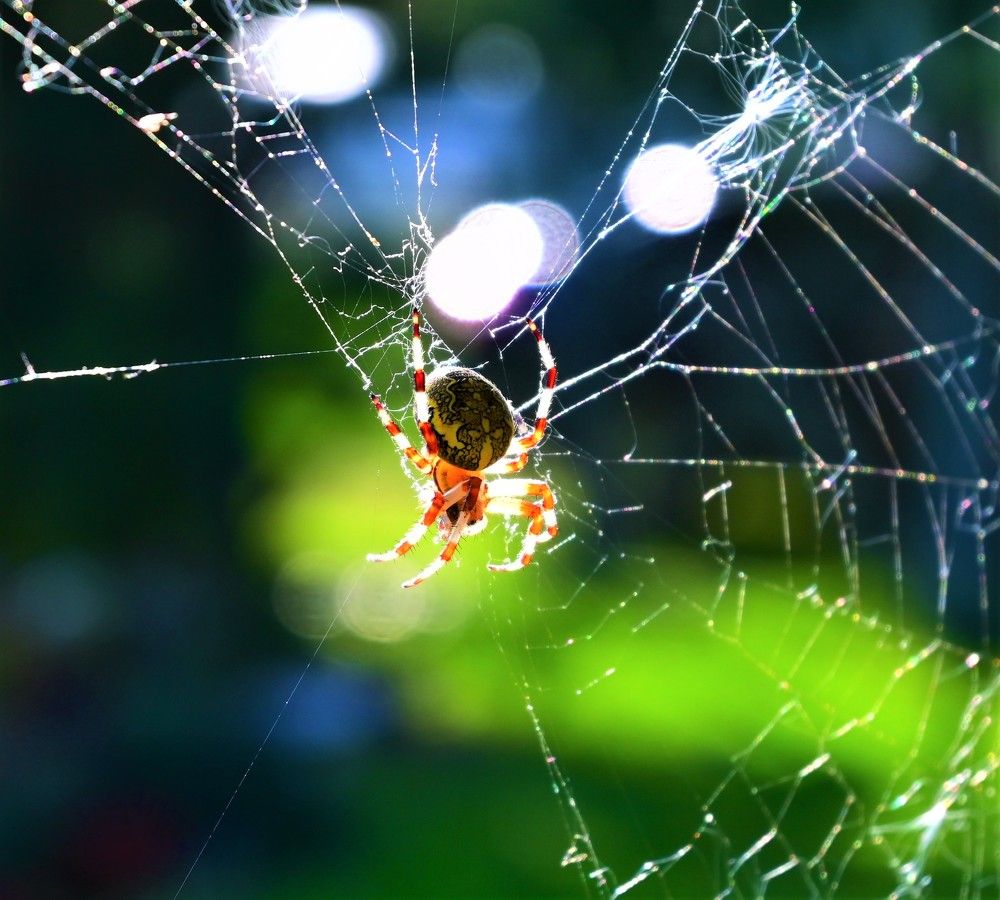 Камчатский паук