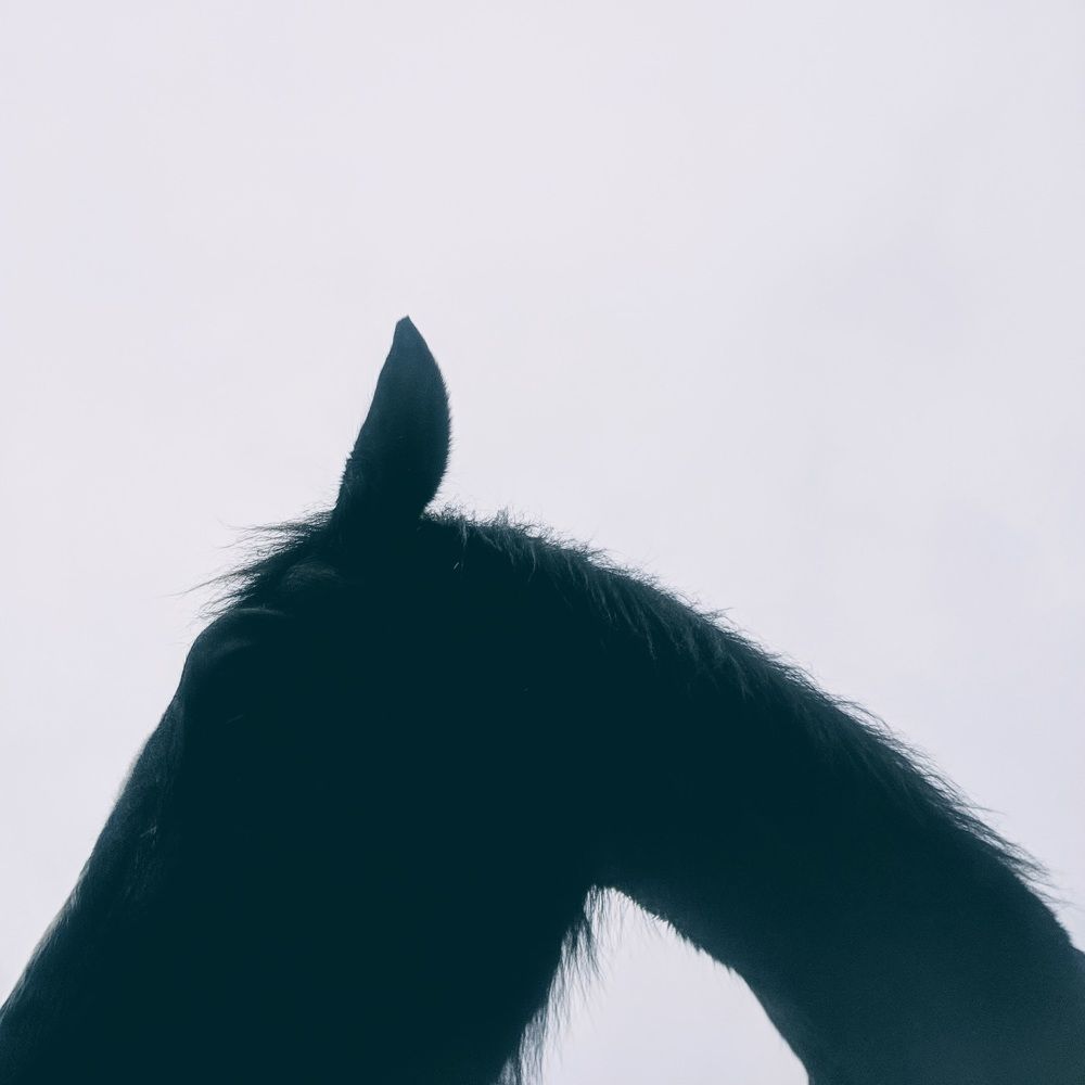 Photograph by Erica de Haas