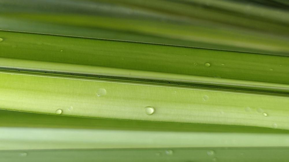 Green Leaves Fresh Air