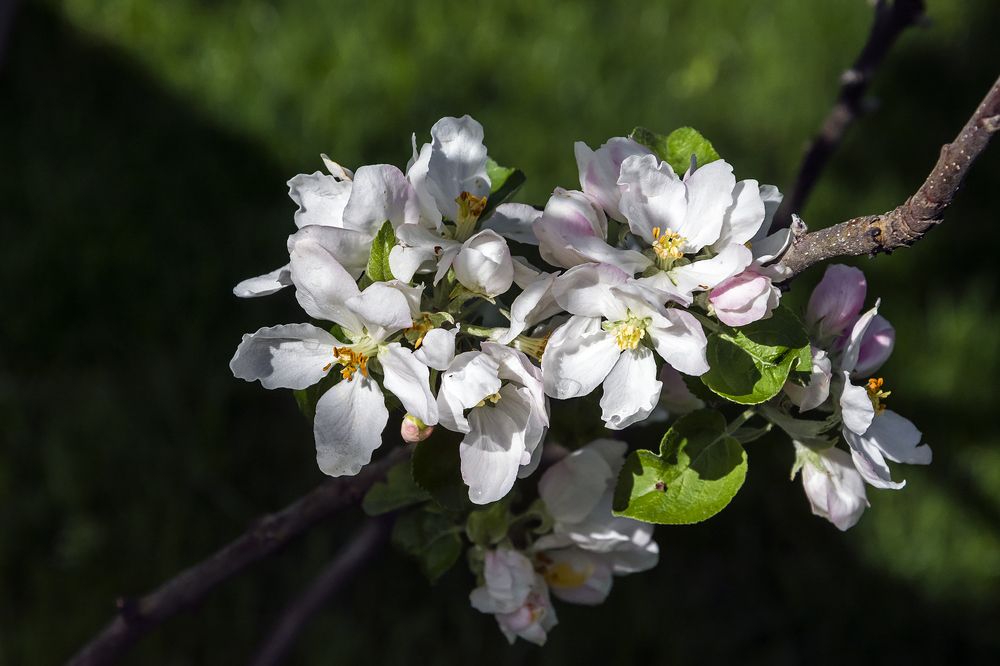 Яблони в цвету.